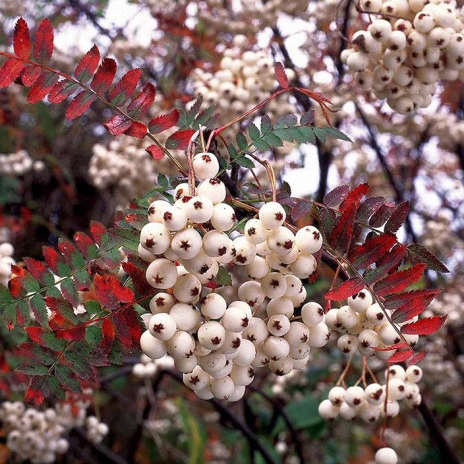 Рябина Ария (Sorbus Aria) magnifica
