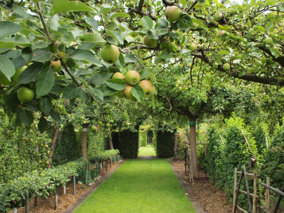 Террасированный плодовый сад