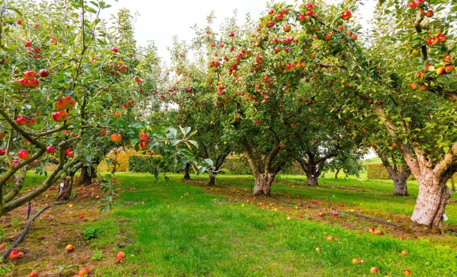 Яблоневый сад в Ботаническом саду