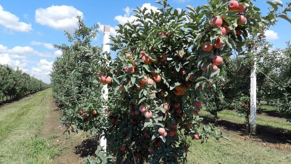Краснодарский край сады яблони