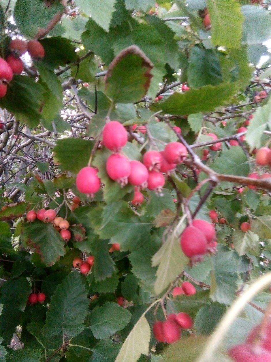 Плодово ягодные деревья в Московской области