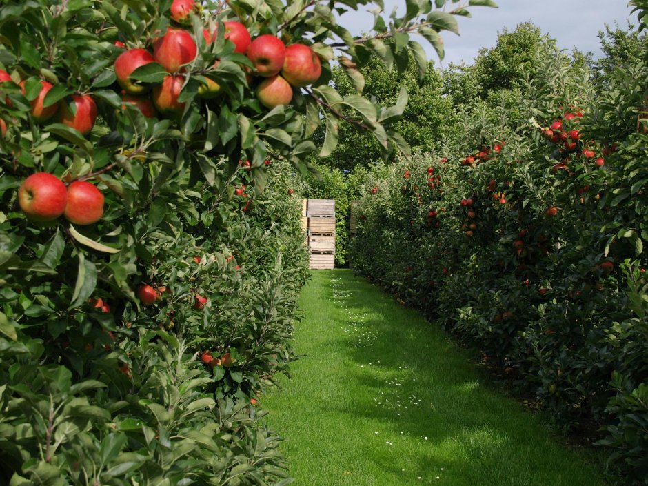 Суперинтенсивный сад яблони
