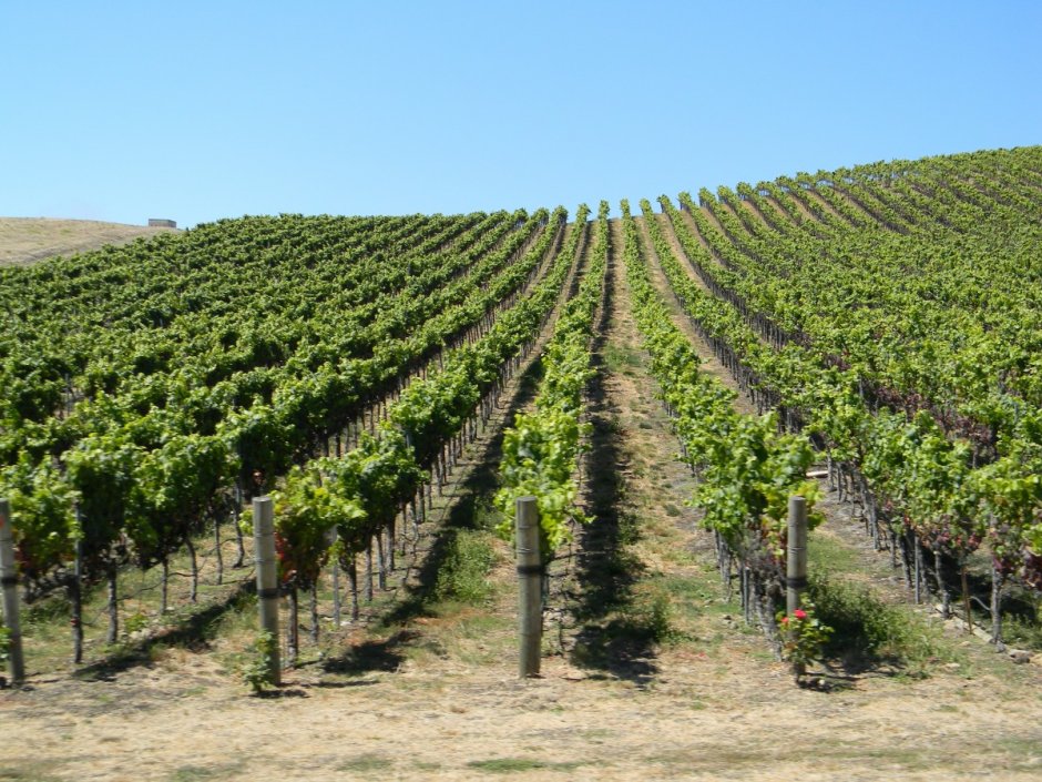 Молдова виноградники плантации