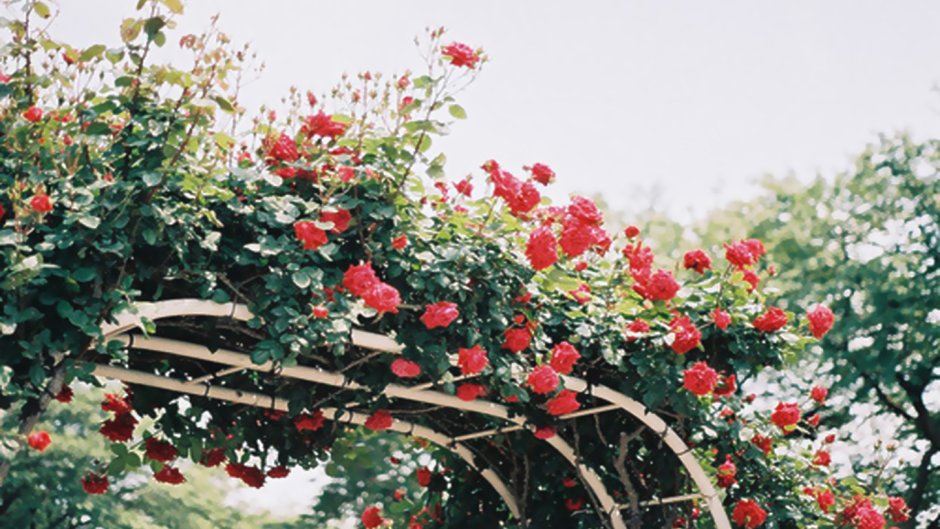 Плетистая роза на шпалере на прозрачном фоне
