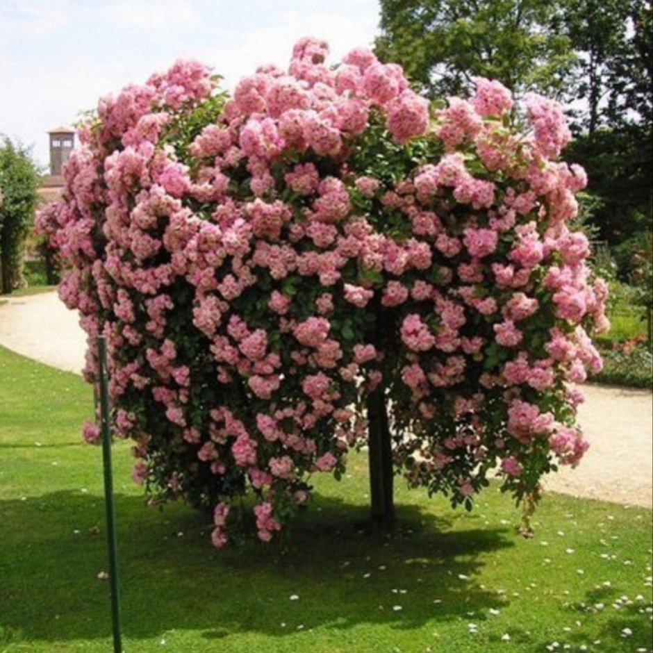 Штамбовая роза Новалис