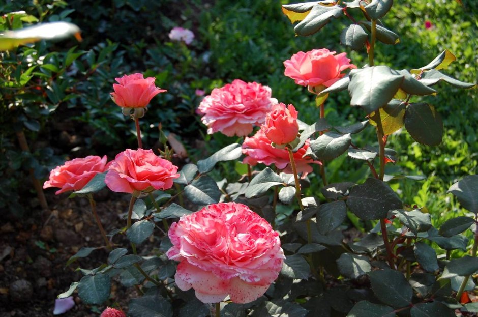 Розы кусты в огороде