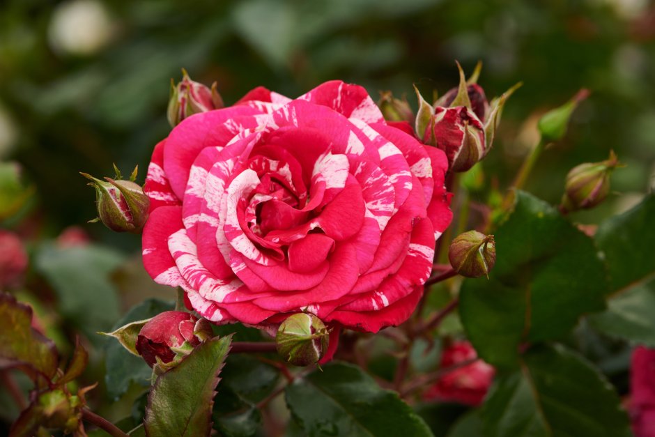 Balou роза