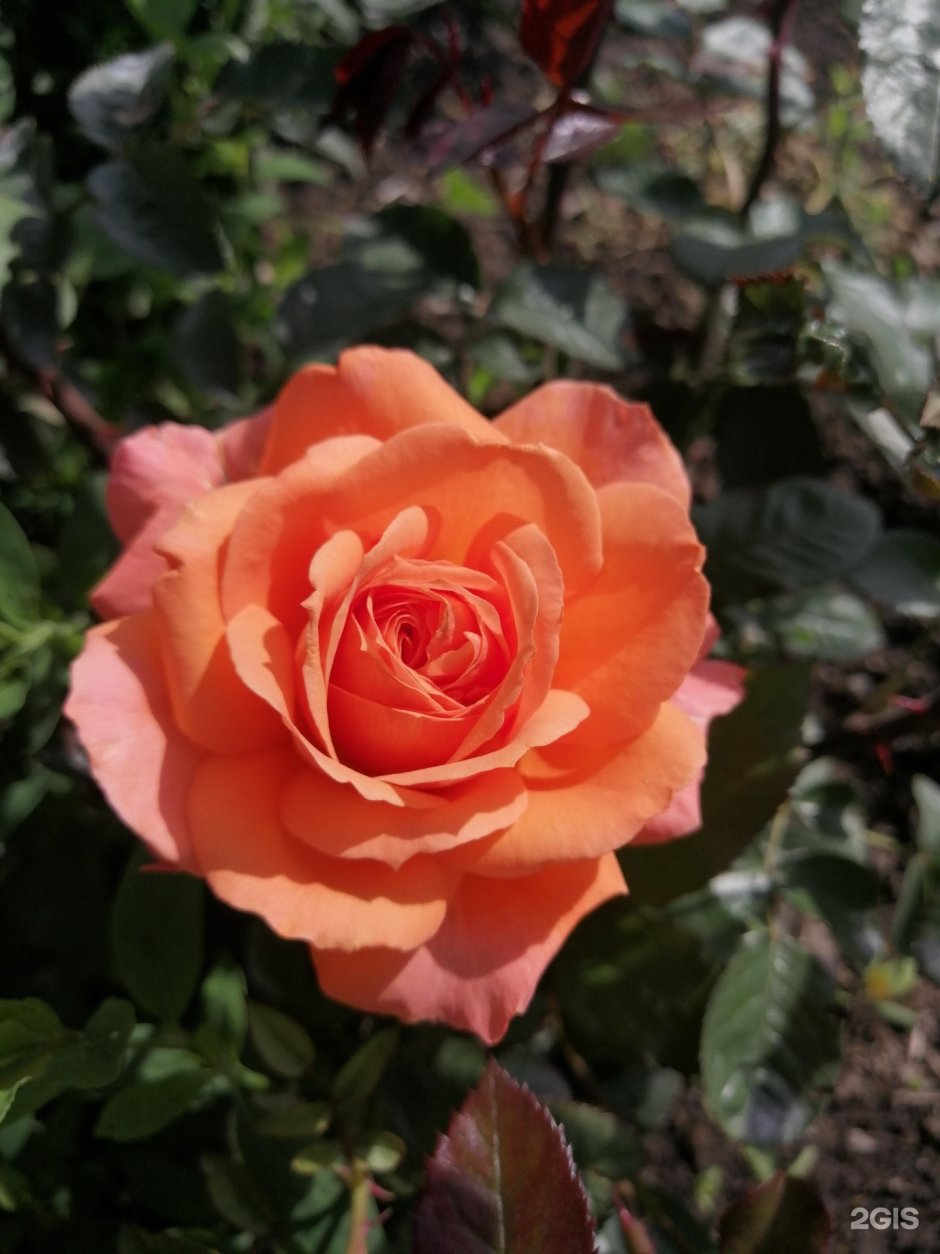 Леди мармелад Lady Marmalade роза