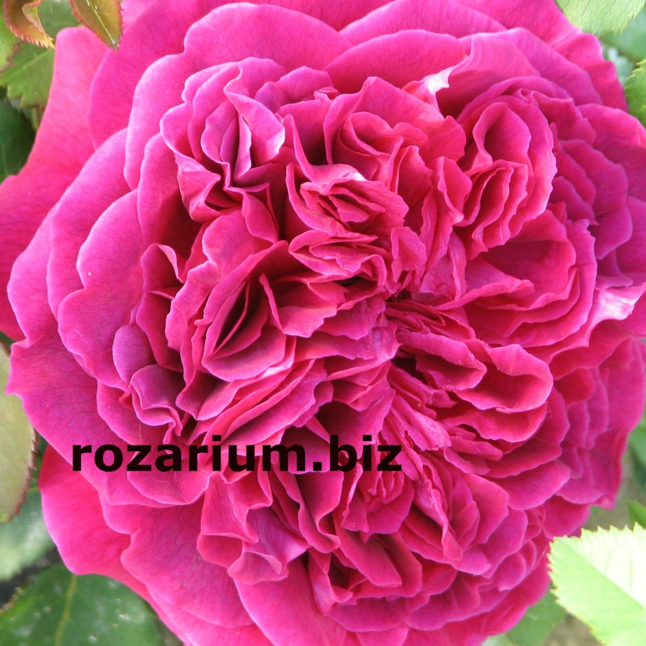 Полина Козлова питомник роз