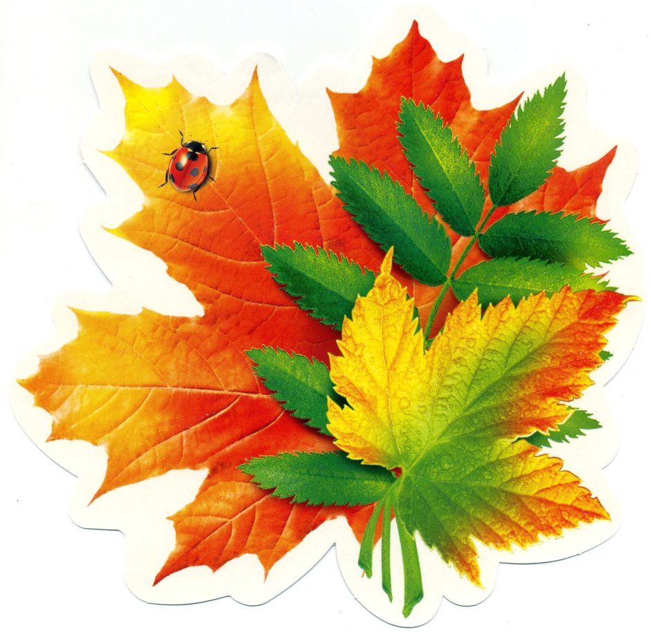 Листья рябины осенью