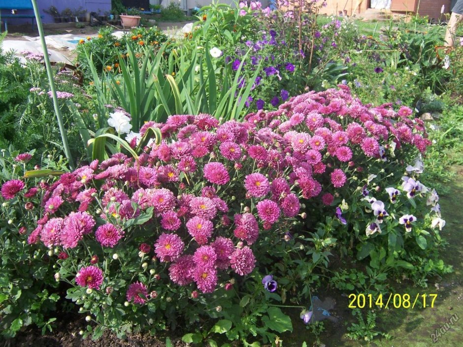 Хризантемы садовые многолетние для урала