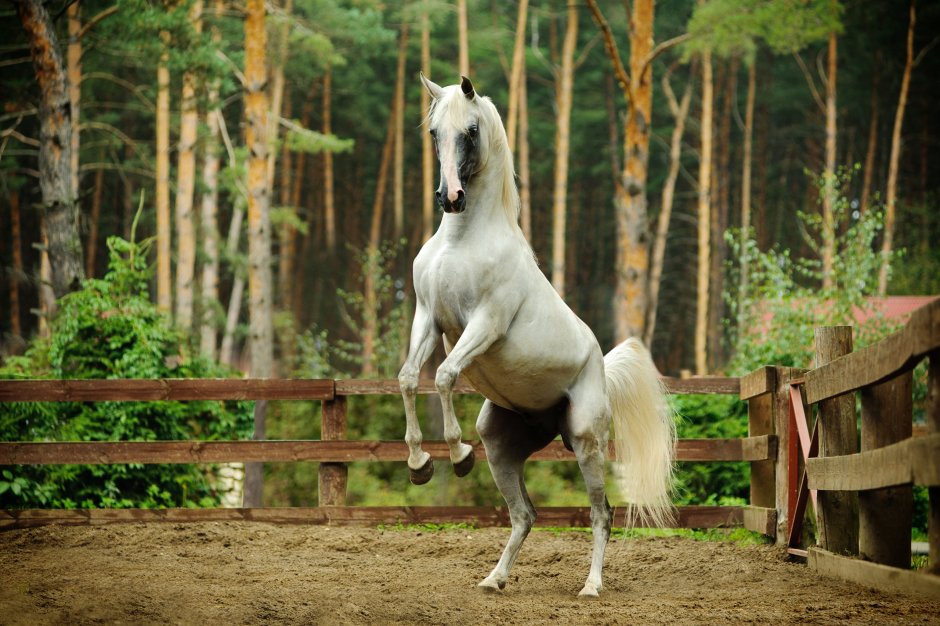 Красивый белый конь