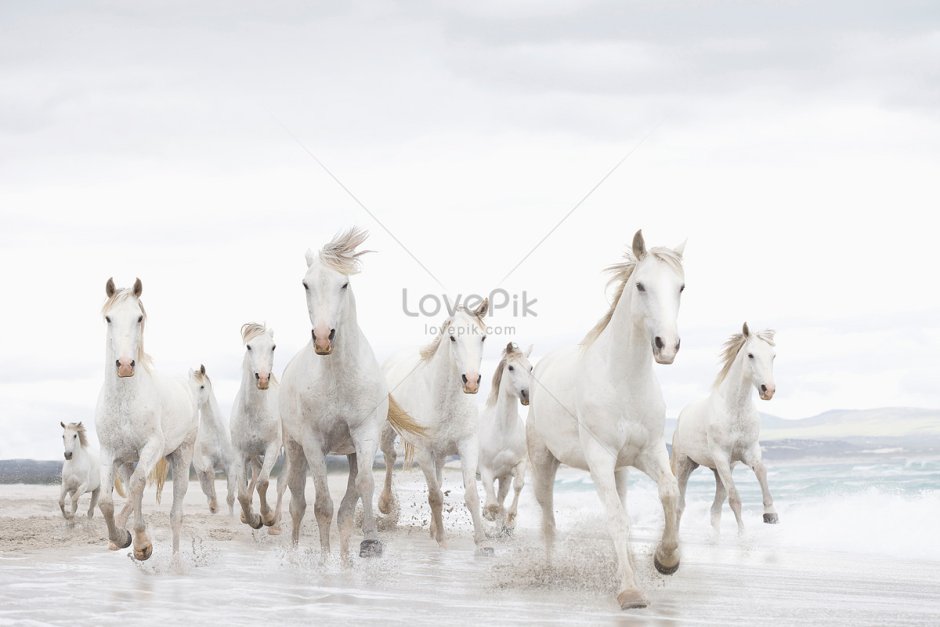 Много белых лошадей