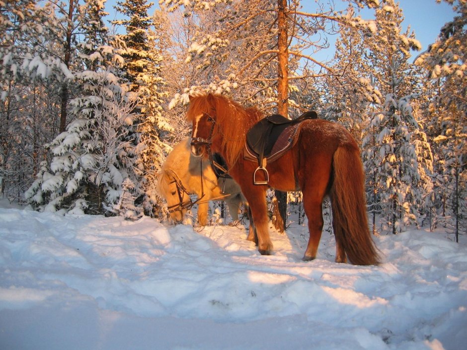 Лошадь в зимнем лесу
