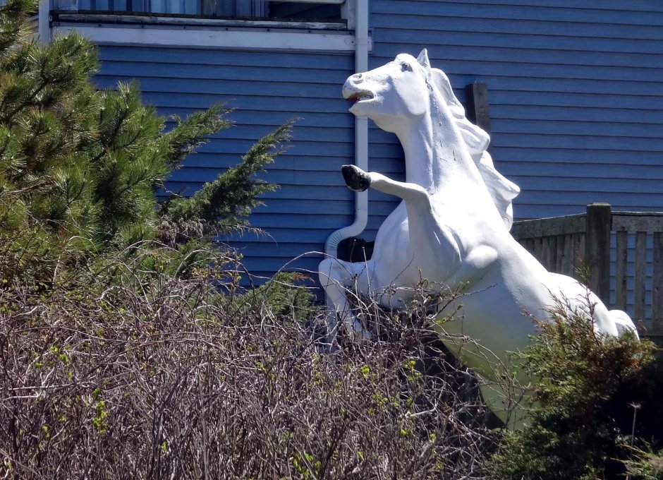 Белый конь во дворе