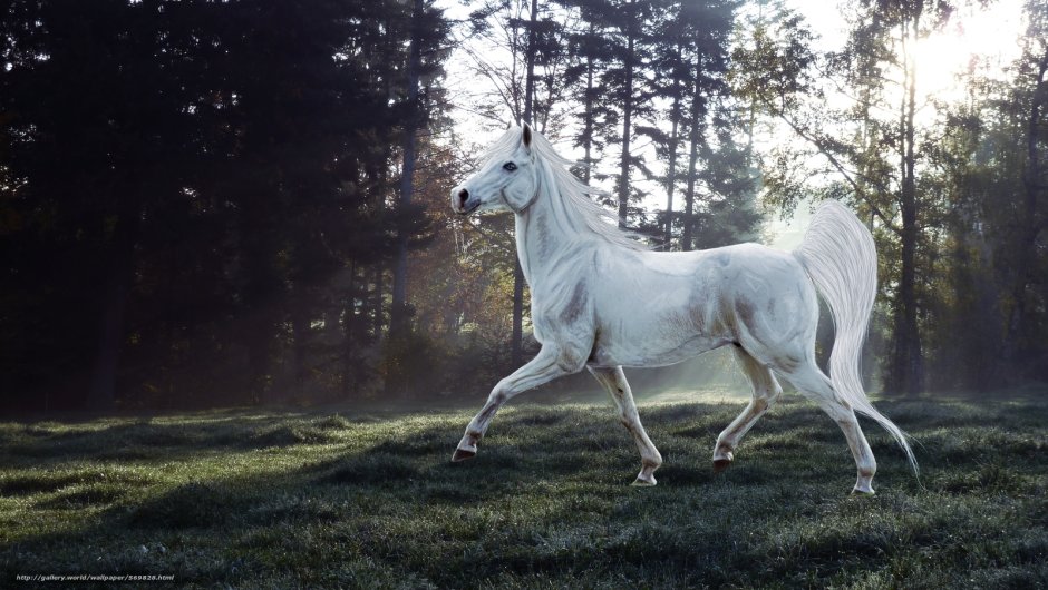 Белый конь 3д
