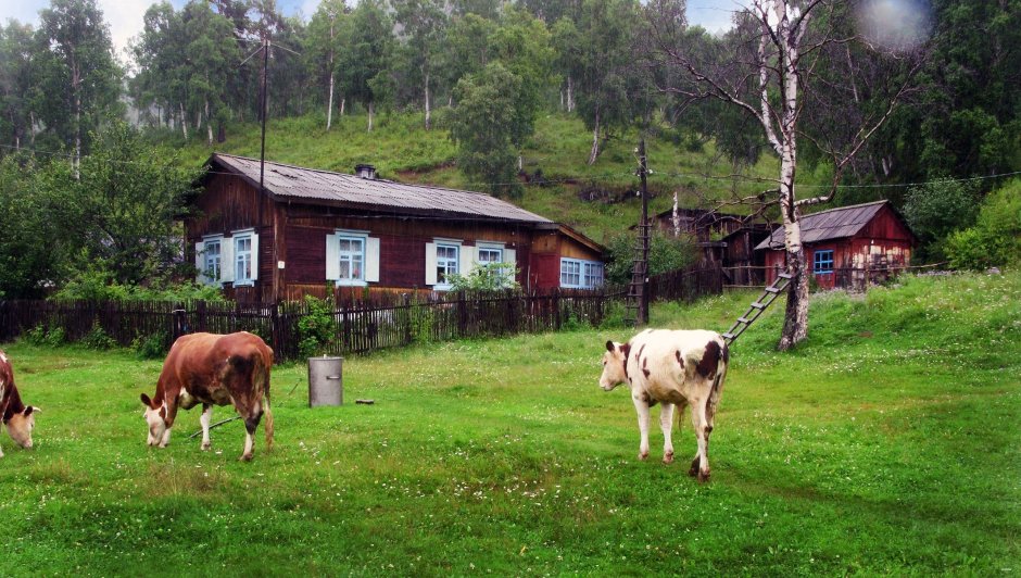 Корова в селе