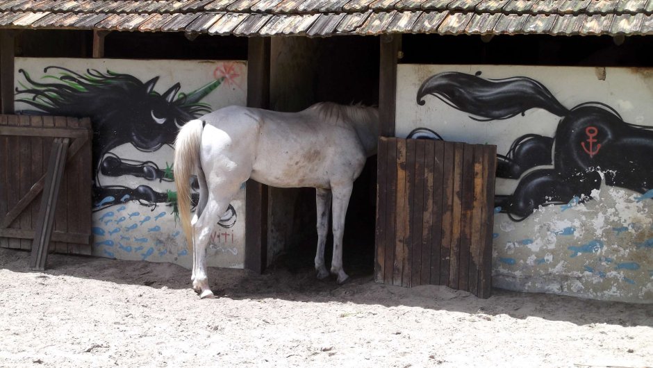 Белая лошадь в гараже