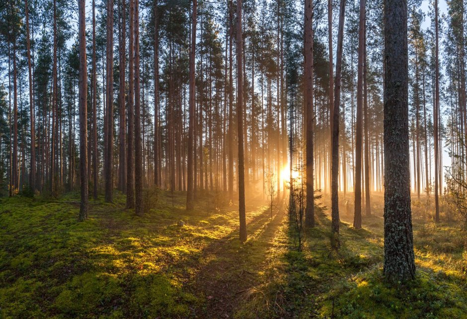 Хвойный лес Ленинградская область