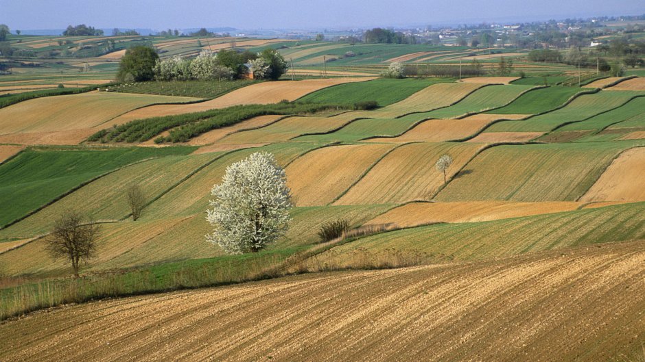 Сельское хозяйство Польши