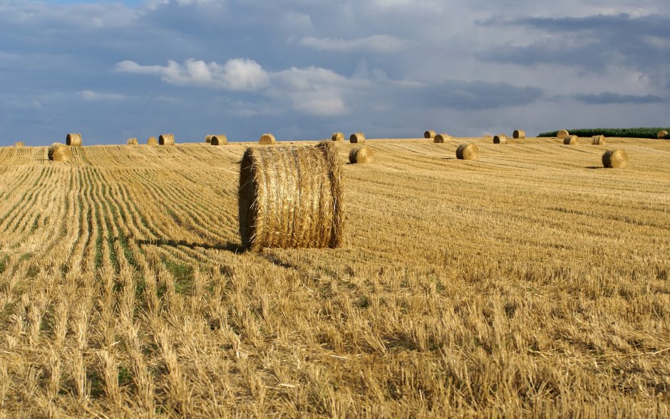 Казахстан поля пшеницы