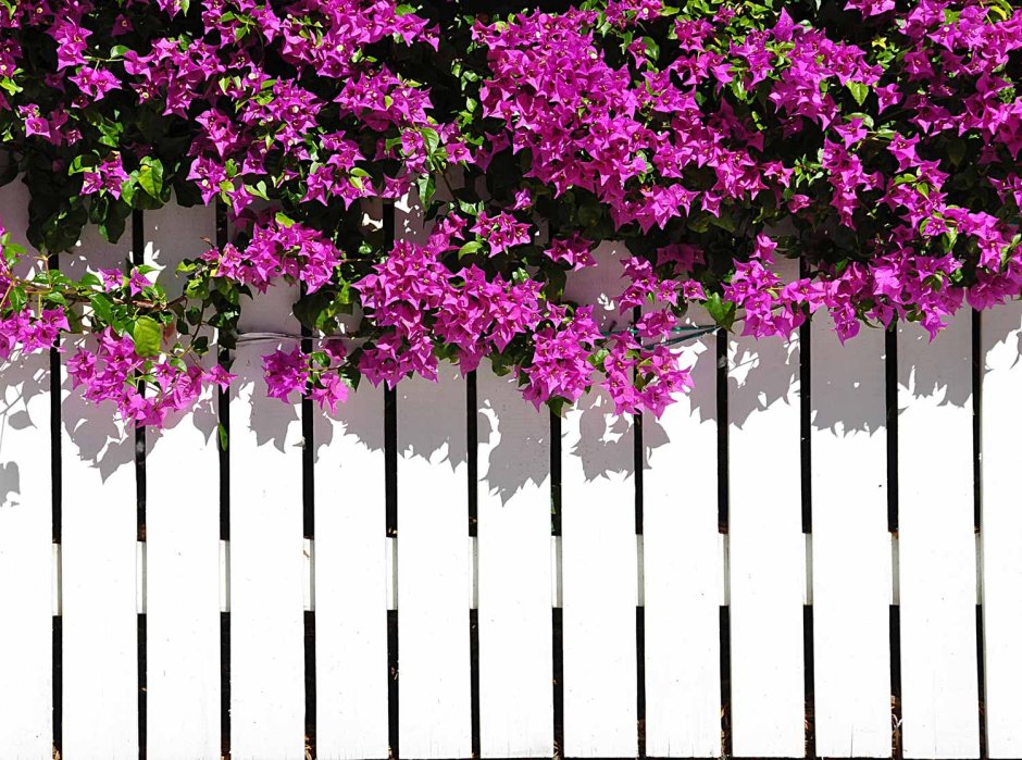 Белый забор с цветами