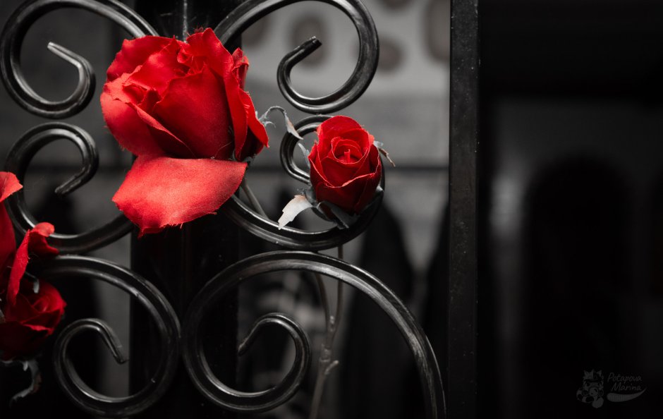 Красные розы рядом с черным замком