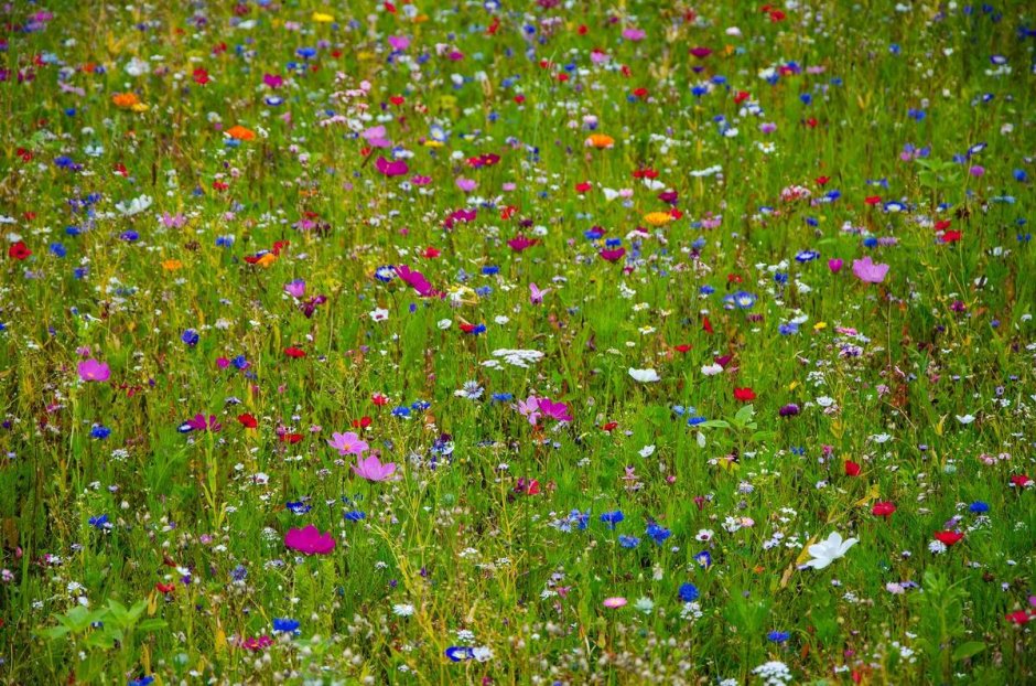 Газонная трава Цветочная Поляна мавританский газон