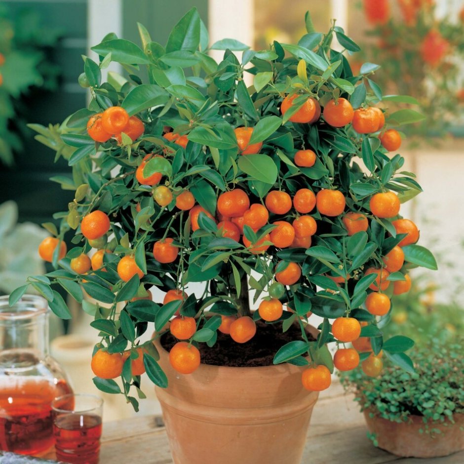 Каламондин (цитрофортунелла) апельсин