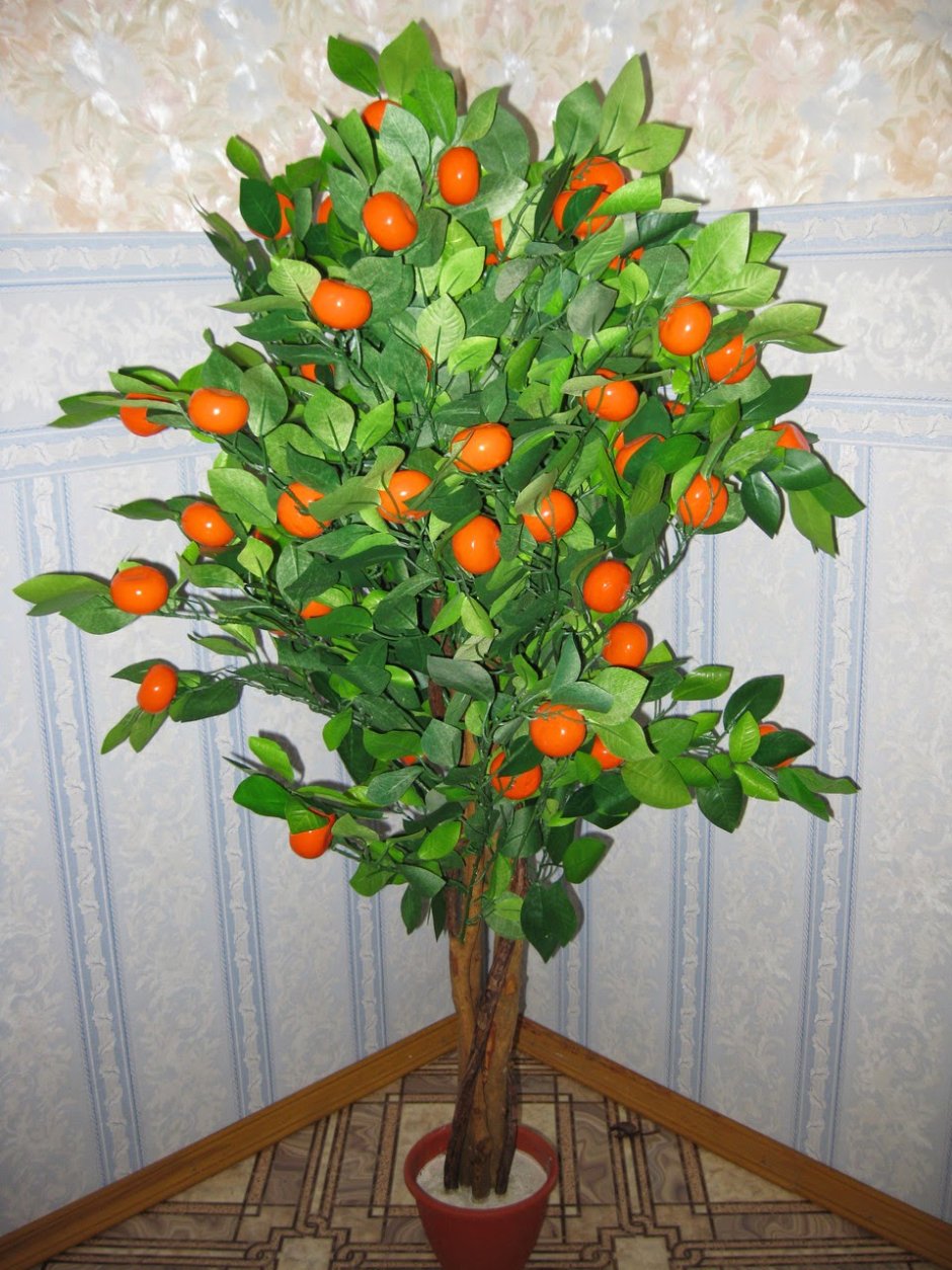 Домашнее дерево мандарин