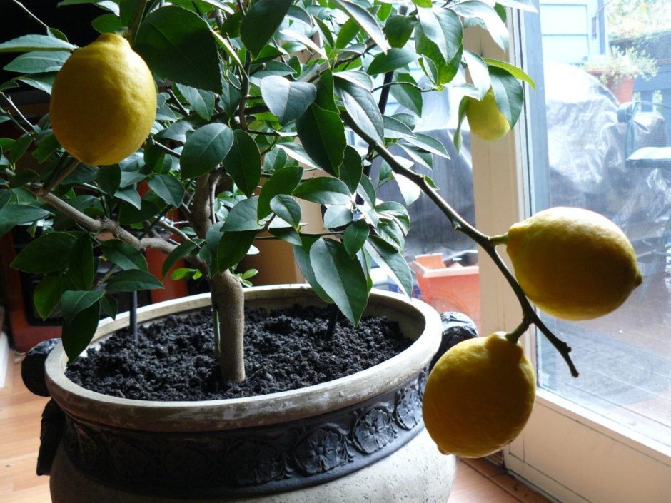 Отросток лимона