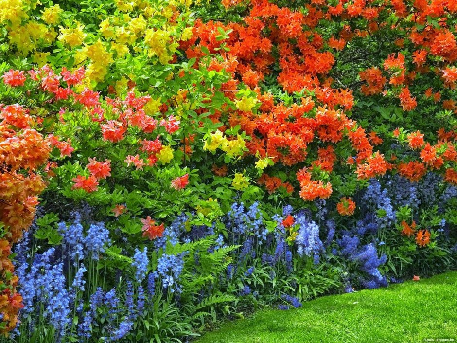 Цветущие кустарники