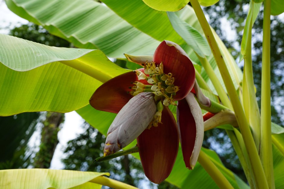 Банановая Пальма цветение