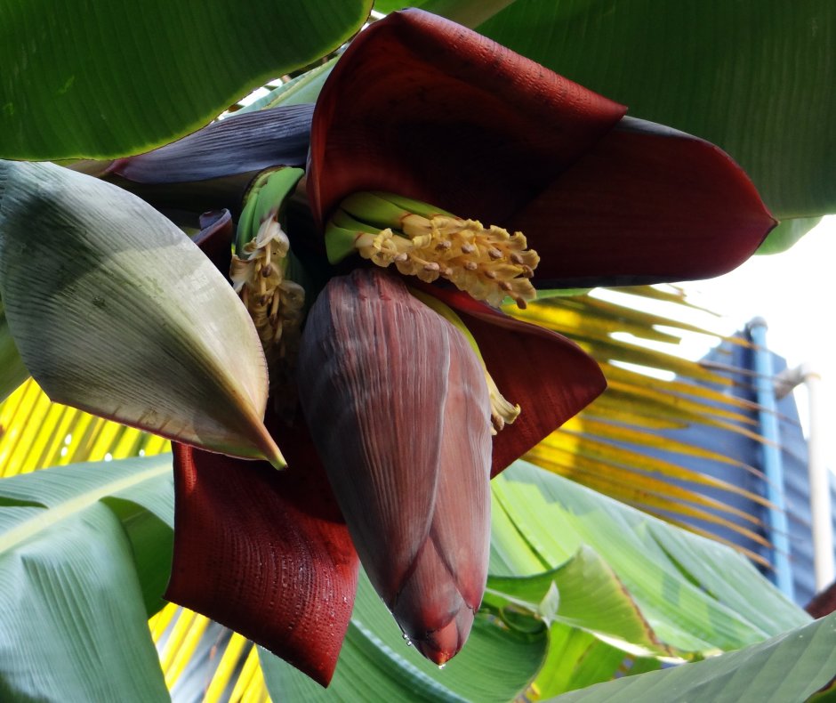 Банановая Пальма цветение