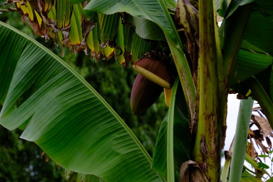 Банановое дерево обои
