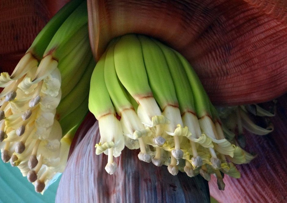 Банановый цветок