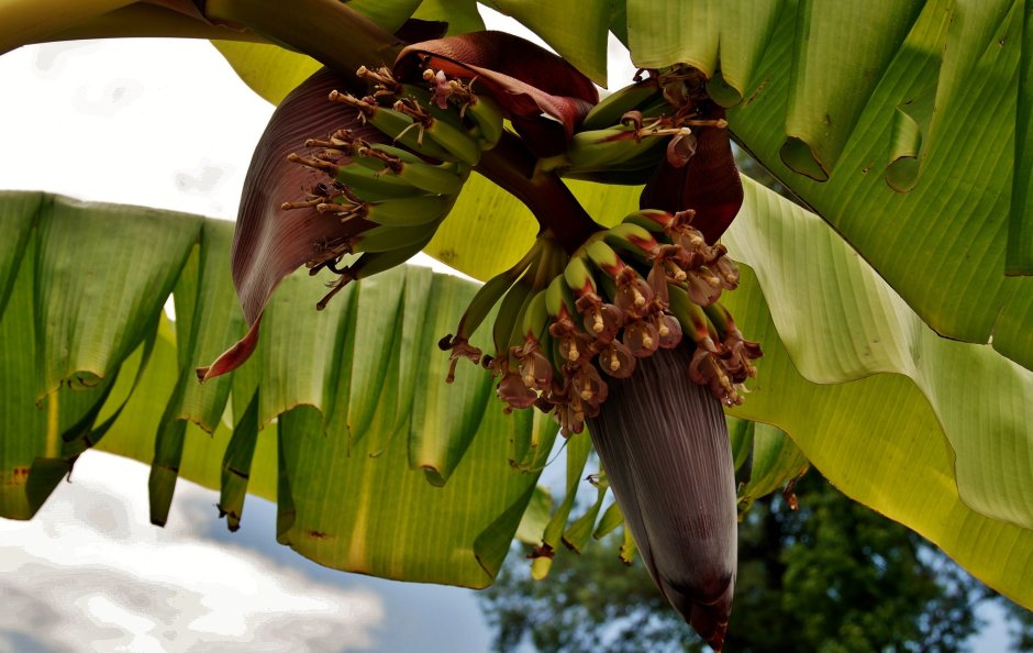 Банановое дерево цветет