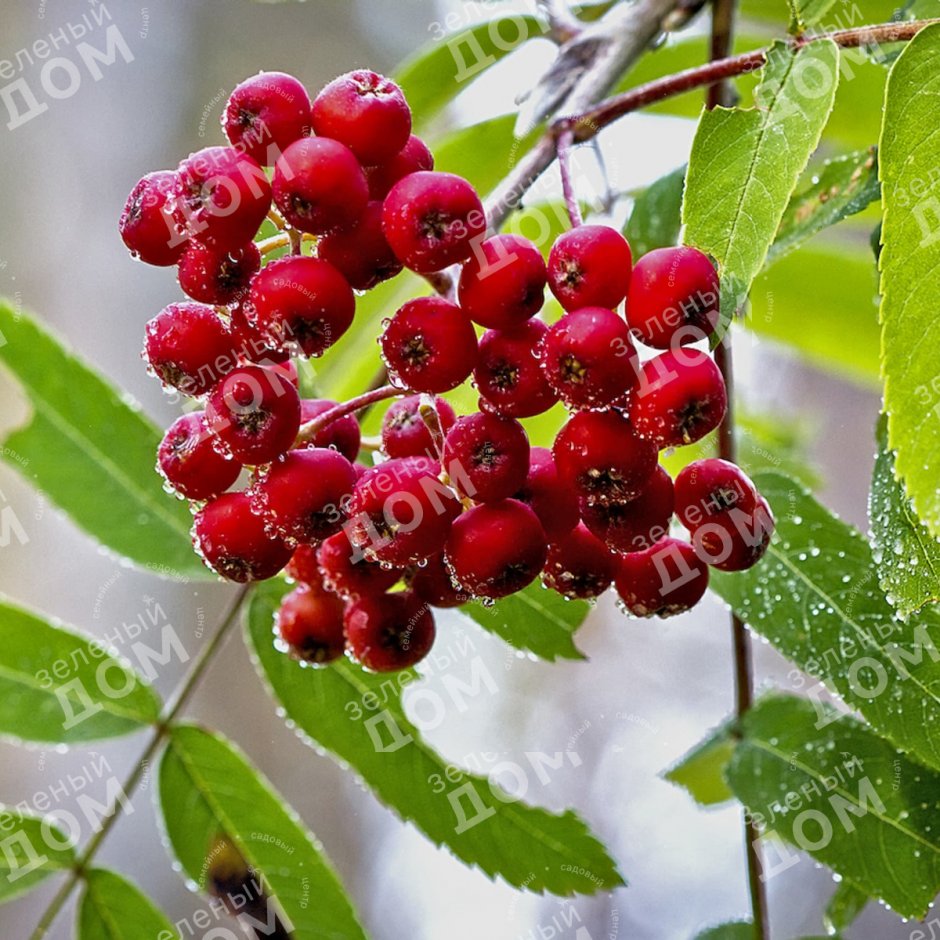 Рябина бузинолистная Sorbus sambucifolia