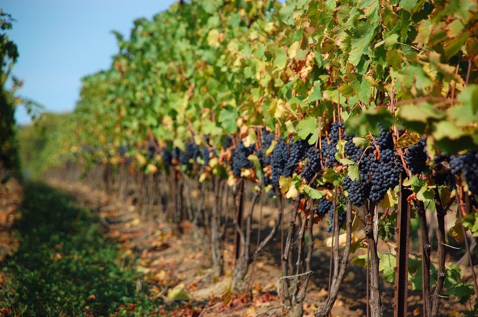 Поля виноградников Молдавии
