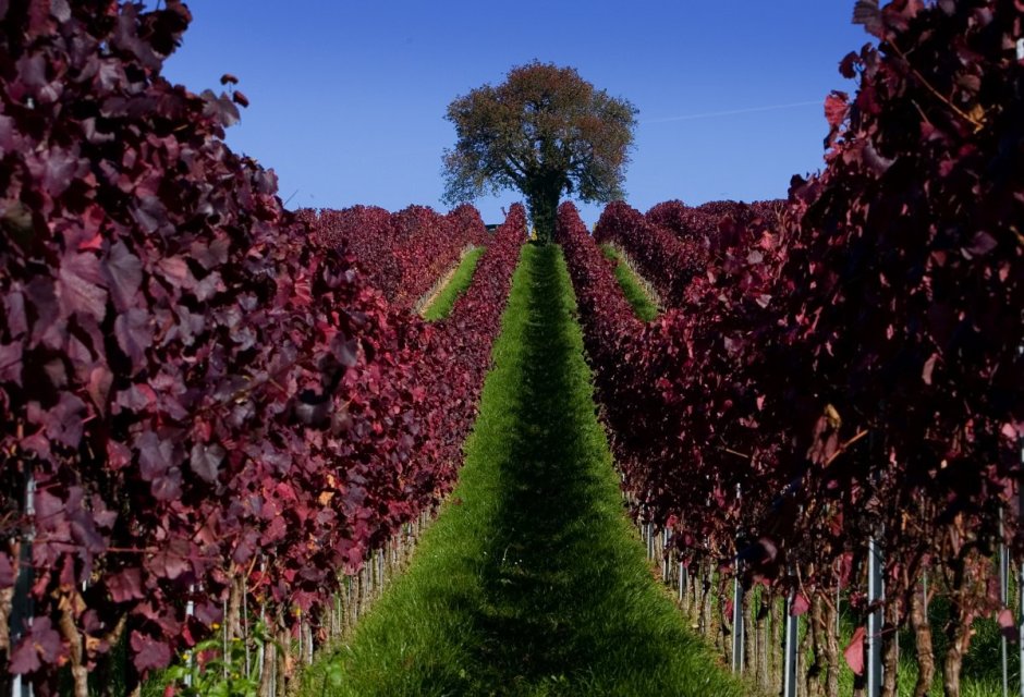 Красивые виноградники бордо