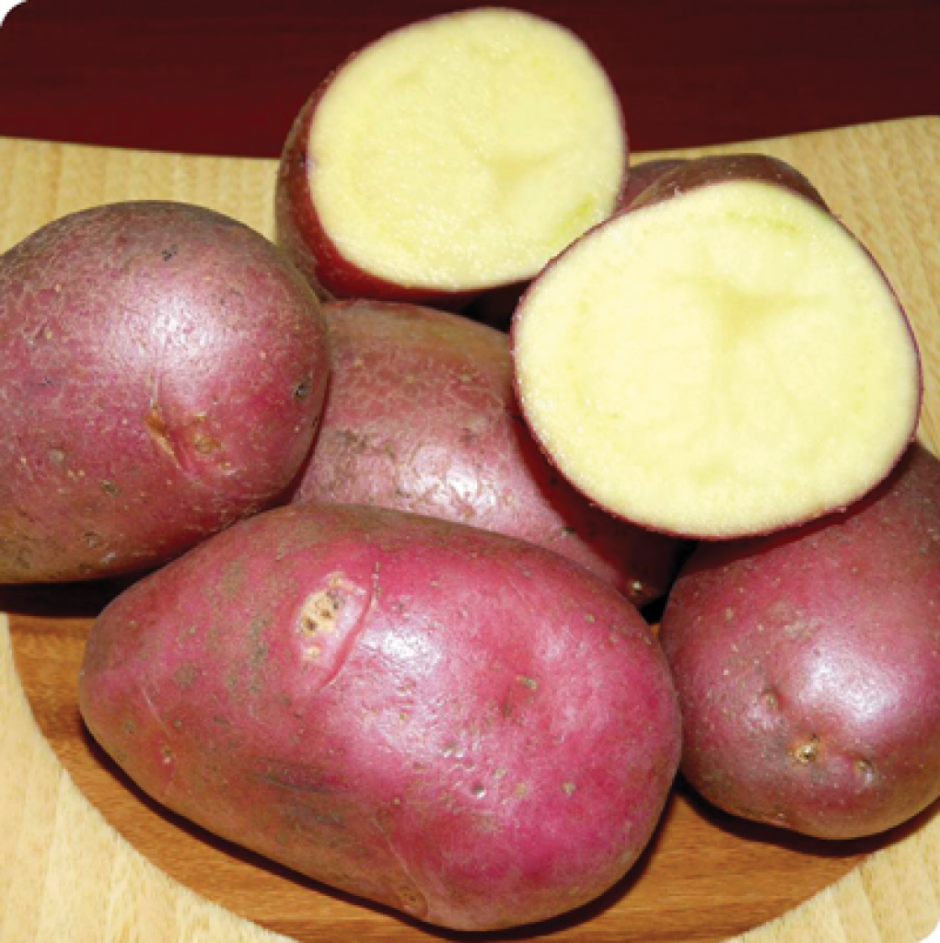 Картофель сорт Ирбитский