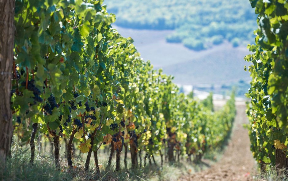 Плантации винограда в Крыму