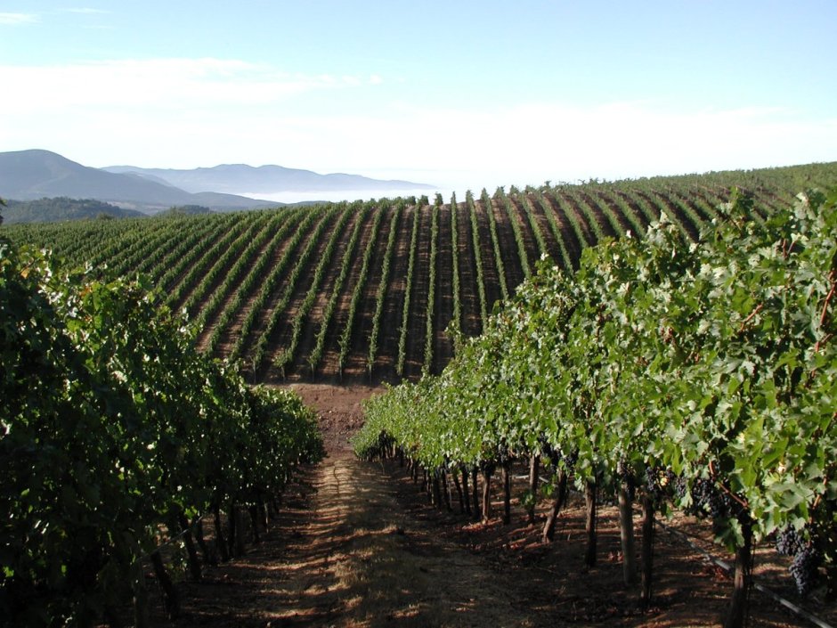 Северная Калифорния виноградники