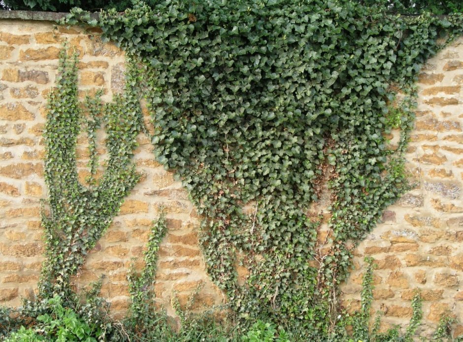 Плющ вечнозеленый (Hedera).