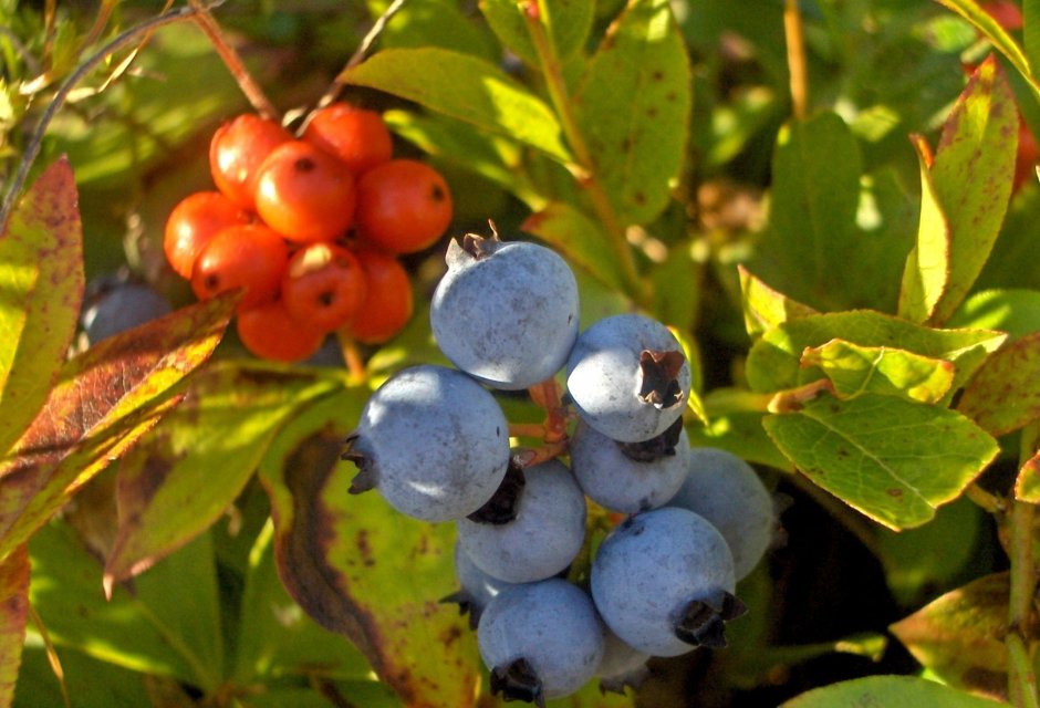 Синие ягоды Барбарис кустарник