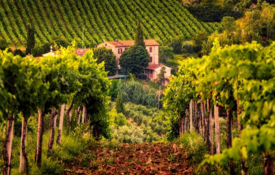 Тосканский виноградник в Италии