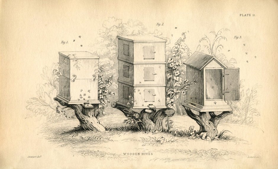 Старинные Гравюры о пчеловодстве