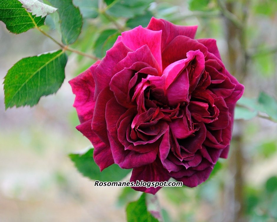 Роза чайно-гибридная Олд Ромео