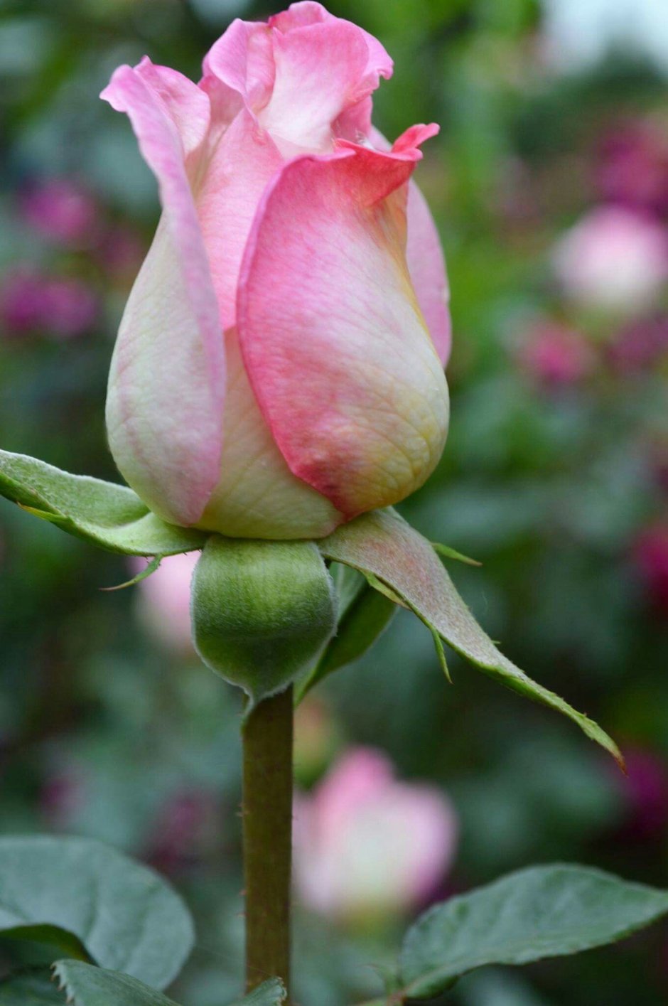 Роза томанго