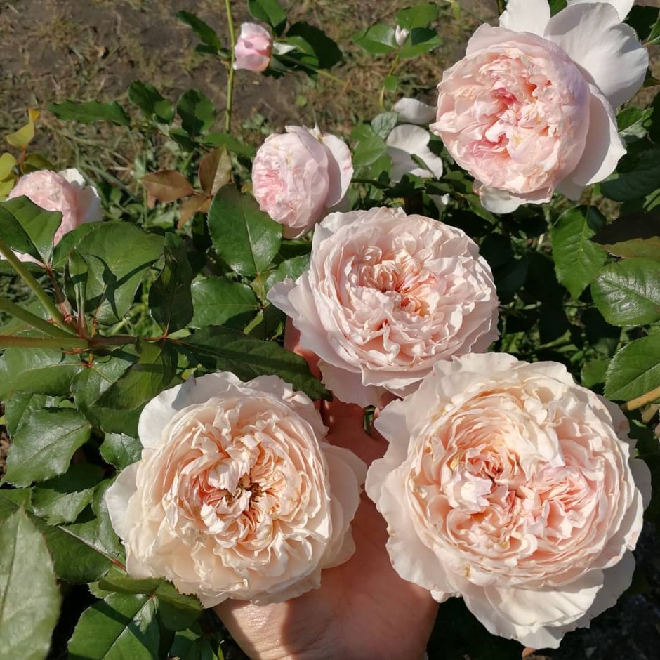 Роза розалинда